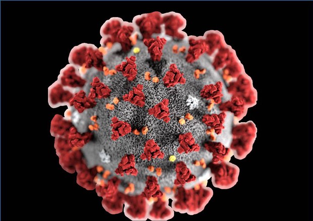 Coronavirus, quali i sintomi e come si trasmette - Biotech - ANSA.it